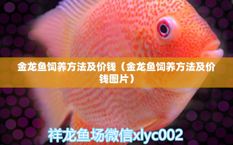 金龍魚飼養(yǎng)方法及價(jià)錢（金龍魚飼養(yǎng)方法及價(jià)錢圖片）