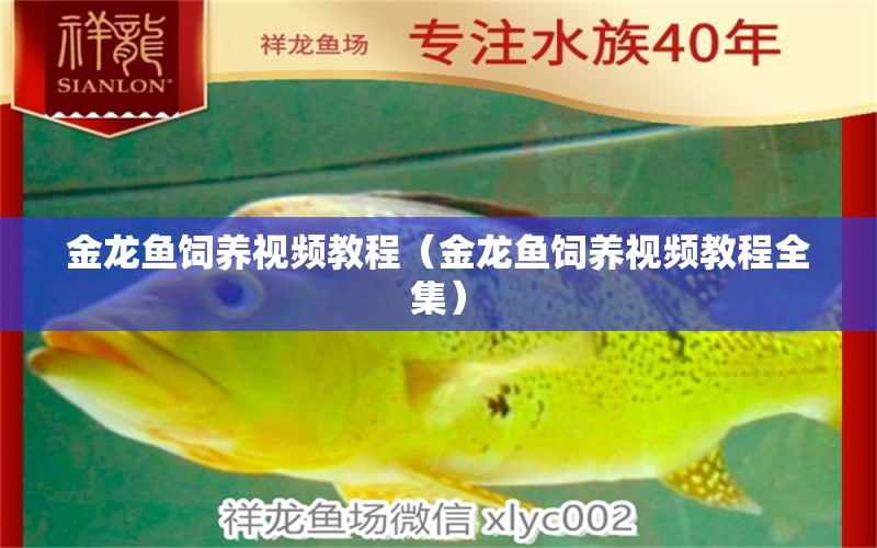 金龍魚飼養(yǎng)視頻教程（金龍魚飼養(yǎng)視頻教程全集）