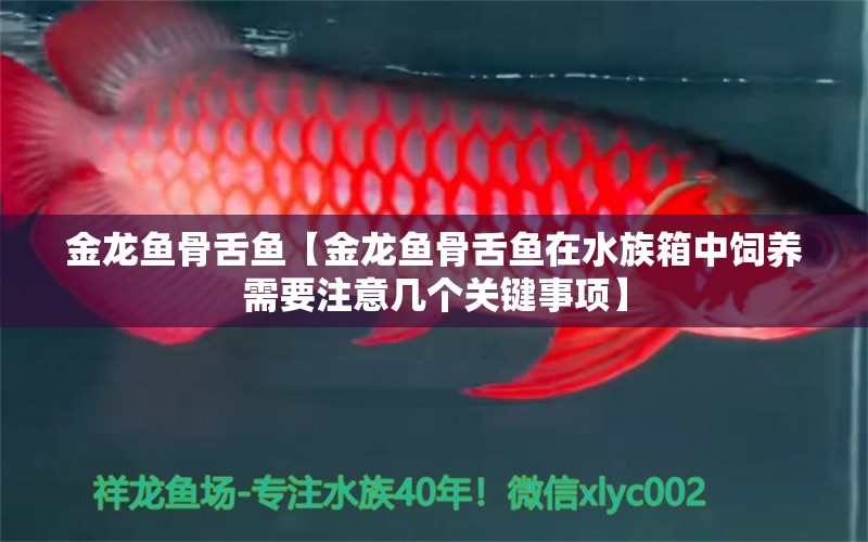 金龍魚骨舌魚【金龍魚骨舌魚在水族箱中飼養(yǎng)需要注意幾個(gè)關(guān)鍵事項(xiàng)】 水族問答 第2張