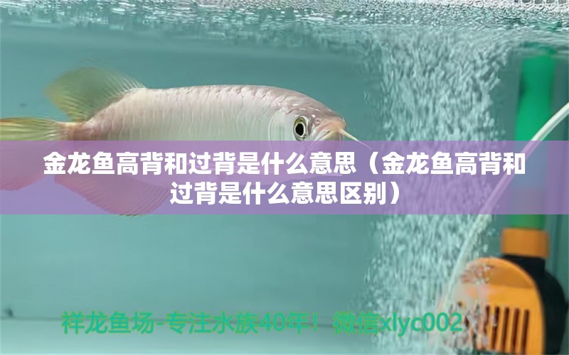 金龍魚高背和過背是什么意思（金龍魚高背和過背是什么意思區(qū)別）