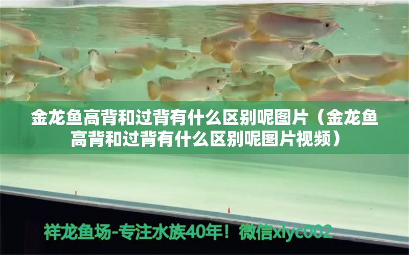 金龍魚高背和過背有什么區(qū)別呢圖片（金龍魚高背和過背有什么區(qū)別呢圖片視頻） 紅眼黃化幽靈火箭魚|皇家火箭魚