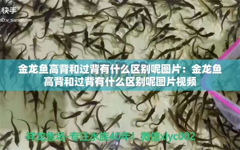 金龍魚高背和過背有什么區(qū)別呢圖片：金龍魚高背和過背有什么區(qū)別呢圖片視頻 白條過背金龍魚 第1張