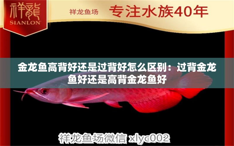 金龍魚高背好還是過背好怎么區(qū)別：過背金龍魚好還是高背金龍魚好 高背金龍魚