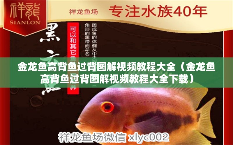 金龍魚高背魚過背圖解視頻教程大全（金龍魚高背魚過背圖解視頻教程大全下載） 量子養(yǎng)魚技術(shù)