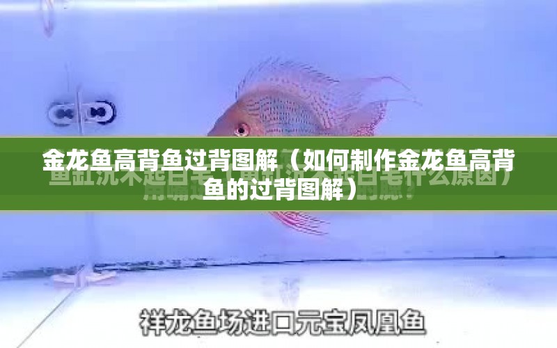 金龍魚高背魚過背圖解（如何制作金龍魚高背魚的過背圖解） 水族問答 第1張