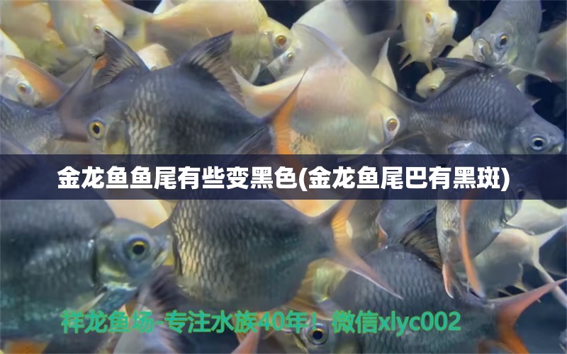 金龍魚魚尾有些變黑色(金龍魚尾巴有黑斑) 奈及利亞紅圓點(diǎn)狗頭