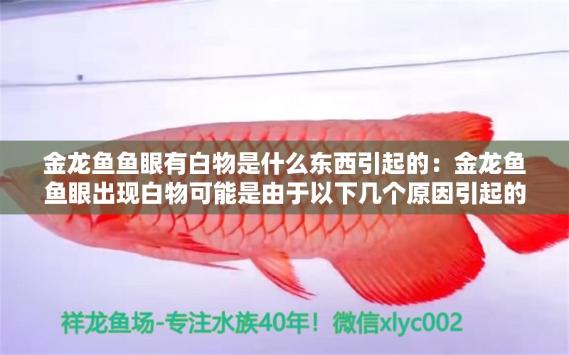 金龍魚魚眼有白物是什么東西引起的：金龍魚魚眼出現(xiàn)白物可能是由于以下幾個(gè)原因引起的 龍魚百科 第2張