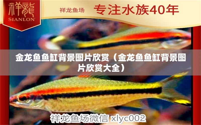 金龍魚魚缸背景圖片欣賞（金龍魚魚缸背景圖片欣賞大全）