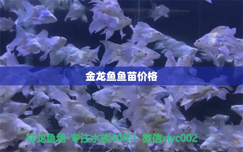 金龍魚(yú)魚(yú)苗價(jià)格