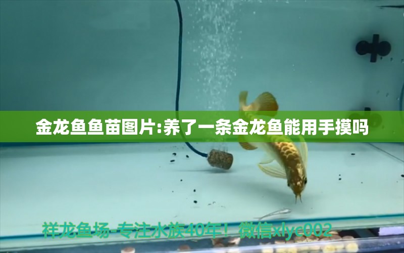 金龍魚(yú)魚(yú)苗圖片:養(yǎng)了一條金龍魚(yú)能用手摸嗎