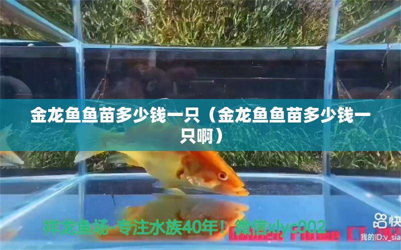 金龍魚魚苗多少錢一只（金龍魚魚苗多少錢一只?。?龍魚疾病與治療