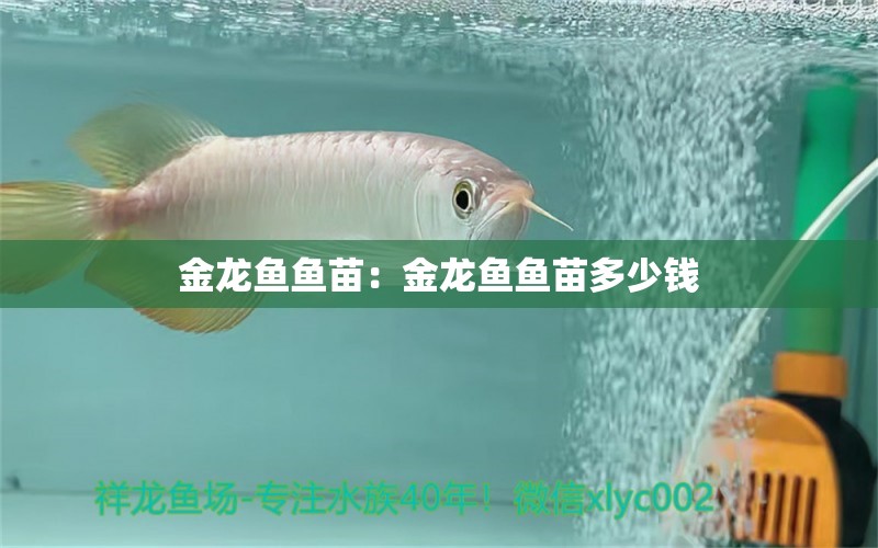 金龍魚魚苗：金龍魚魚苗多少錢 新加坡號半紅龍魚（練手級紅龍魚）