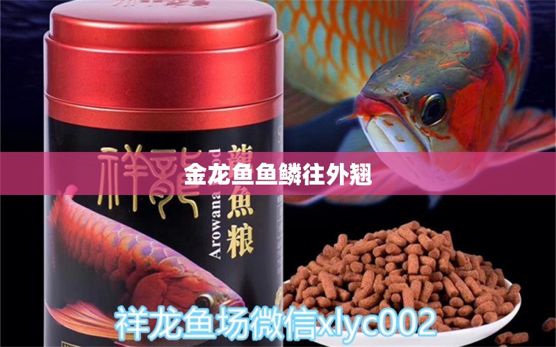 金龍魚魚鱗往外翹 龍魚百科 第2張