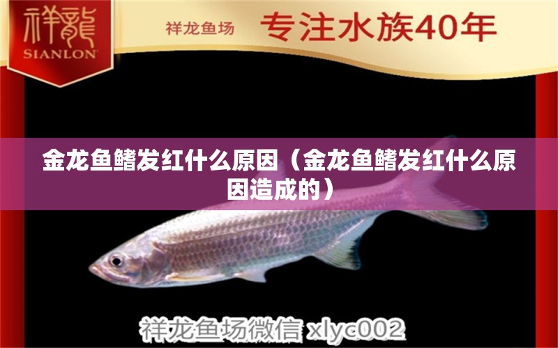 金龍魚鰭發(fā)紅什么原因（金龍魚鰭發(fā)紅什么原因造成的） 量子養(yǎng)魚技術(shù)