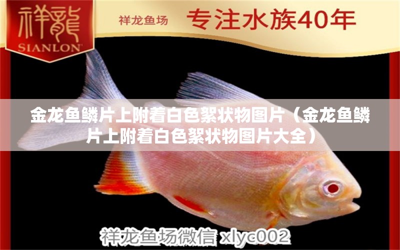 金龍魚鱗片上附著白色絮狀物圖片（金龍魚鱗片上附著白色絮狀物圖片大全） 觀賞魚市場（混養(yǎng)魚）