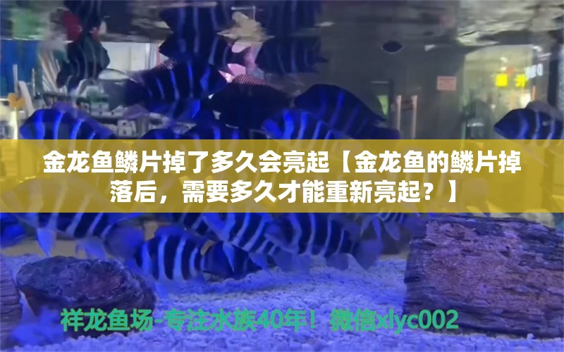 金龍魚(yú)鱗片掉了多久會(huì)亮起【金龍魚(yú)的鱗片掉落后，需要多久才能重新亮起？】 水族問(wèn)答 第1張