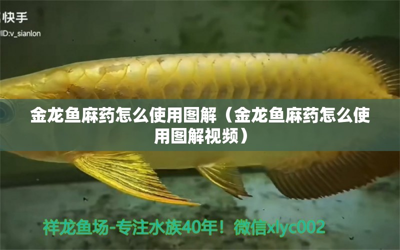 金龍魚麻藥怎么使用圖解（金龍魚麻藥怎么使用圖解視頻）