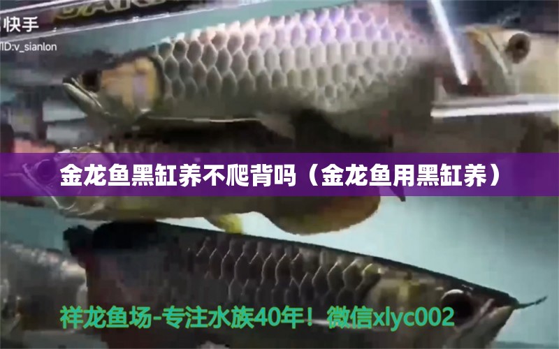 金龍魚黑缸養(yǎng)不爬背嗎（金龍魚用黑缸養(yǎng)） 觀賞魚市場（混養(yǎng)魚）