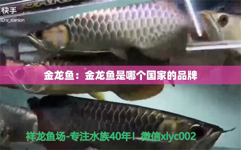 金龍魚：金龍魚是哪個(gè)國(guó)家的品牌