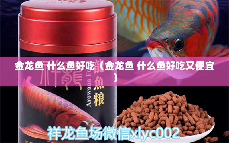 金龍魚 什么魚好吃（金龍魚 什么魚好吃又便宜）