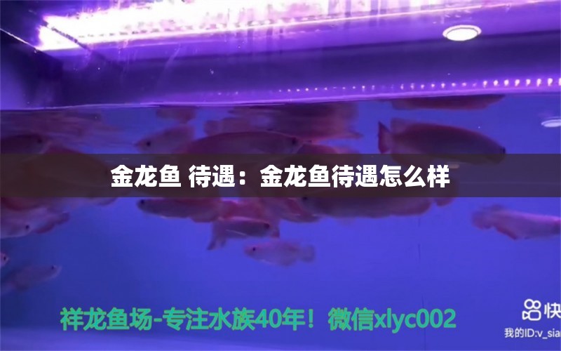 金龍魚 待遇：金龍魚待遇怎么樣