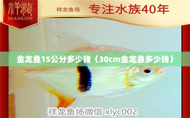 金龍魚15公分多少錢（30cm金龍魚多少錢）