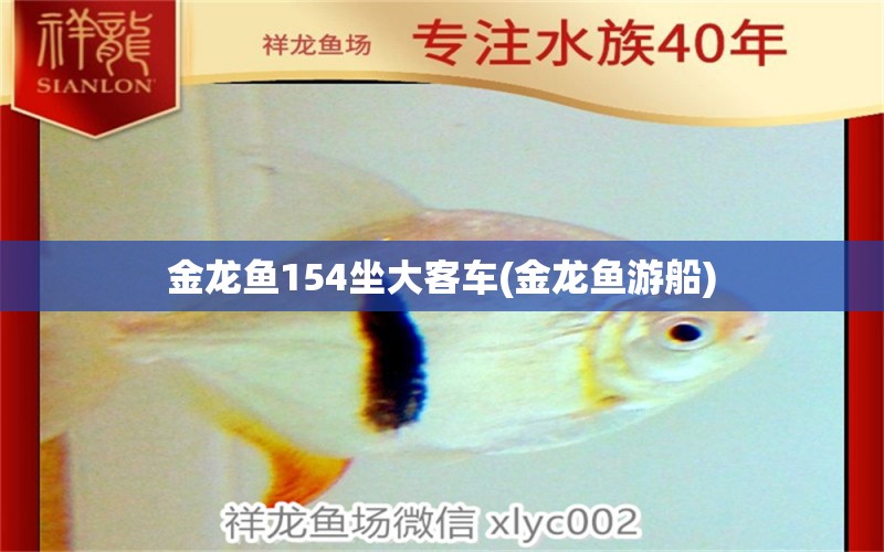 金龍魚(yú)154坐大客車(金龍魚(yú)游船) 羅漢魚(yú)