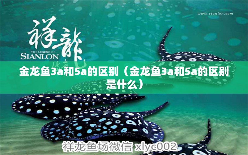 金龍魚3a和5a的區(qū)別（金龍魚3a和5a的區(qū)別是什么） 龍魚疾病與治療