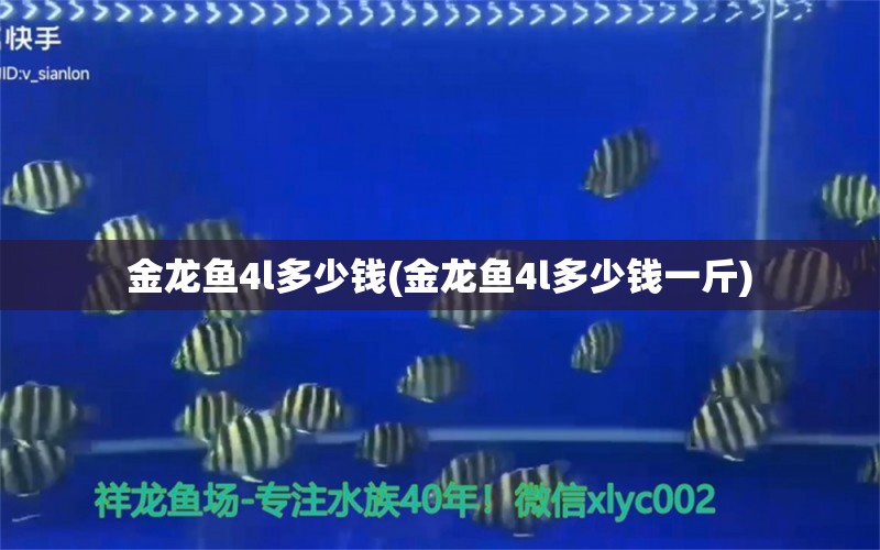 金龍魚4l多少錢(金龍魚4l多少錢一斤) 申古三間魚