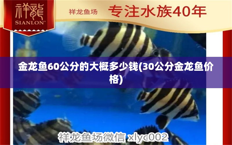 金龍魚60公分的大概多少錢(30公分金龍魚價(jià)格)