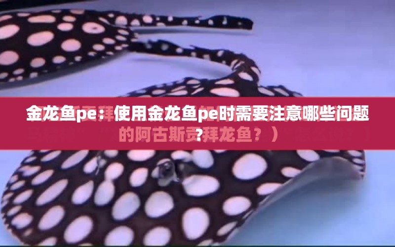 金龍魚pe：使用金龍魚pe時需要注意哪些問題？ 水族問答 第1張