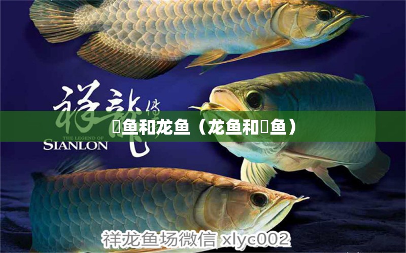 釭魚和龍魚（龍魚和魟魚） 廣州龍魚批發(fā)市場