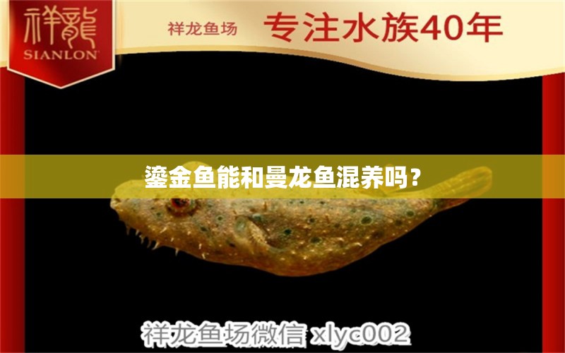 鎏金魚(yú)能和曼龍魚(yú)混養(yǎng)嗎？ 觀賞魚(yú)魚(yú)苗