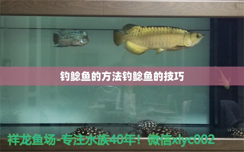 釣鯰魚的方法釣鯰魚的技巧 薩伊藍(lán)魚 第2張