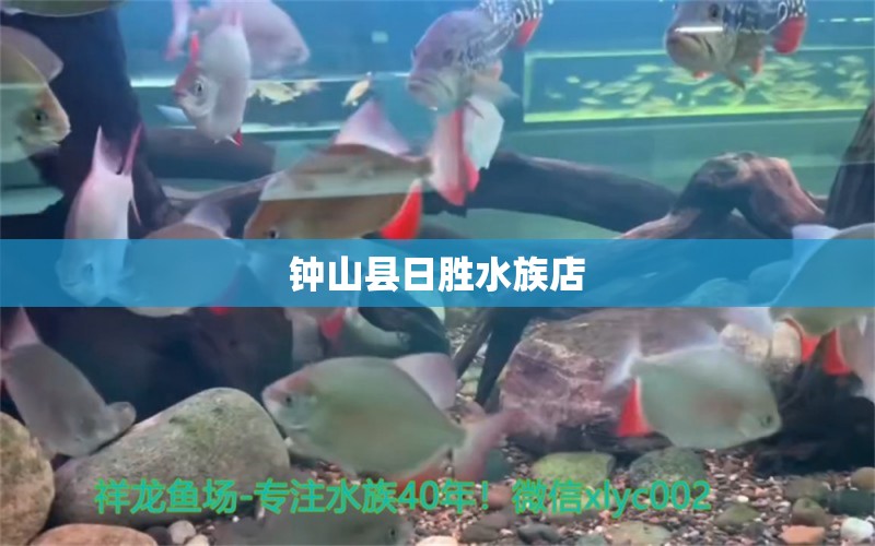 鐘山縣日勝水族店 全國水族館企業(yè)名錄