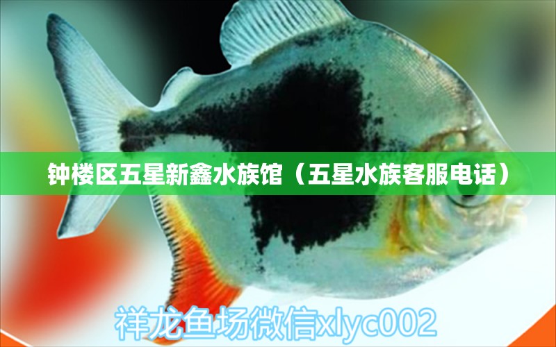 鐘樓區(qū)五星新鑫水族館（五星水族客服電話）