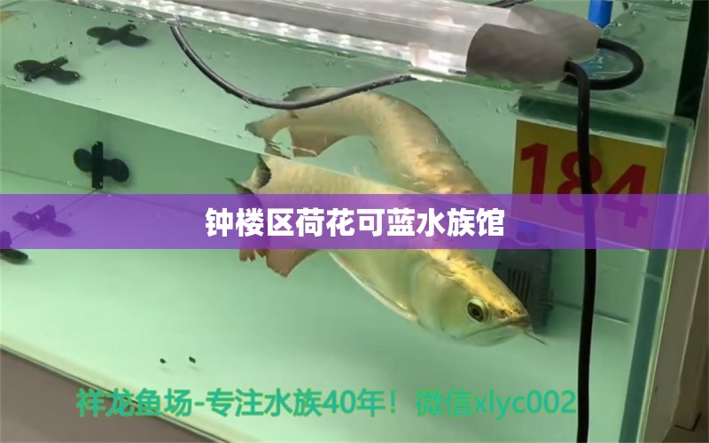 鐘樓區(qū)荷花可藍(lán)水族館 全國水族館企業(yè)名錄