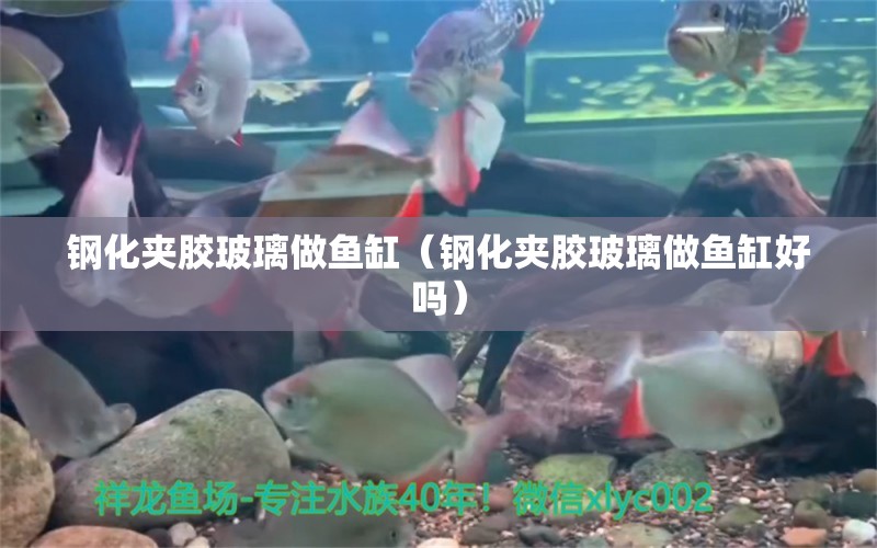 鋼化夾膠玻璃做魚缸（鋼化夾膠玻璃做魚缸好嗎）