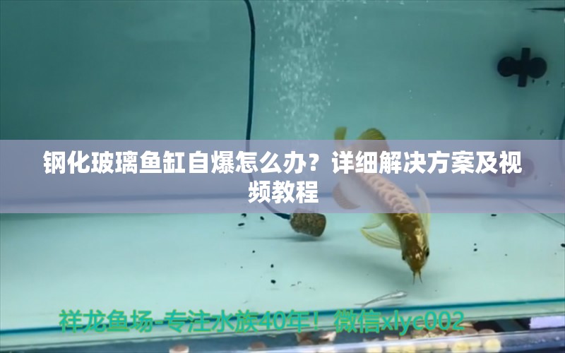 鋼化玻璃魚缸自爆怎么辦？詳細(xì)解決方案及視頻教程 紅白錦鯉魚