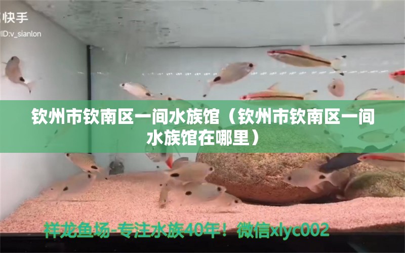 欽州市欽南區(qū)一間水族館（欽州市欽南區(qū)一間水族館在哪里） 全國水族館企業(yè)名錄