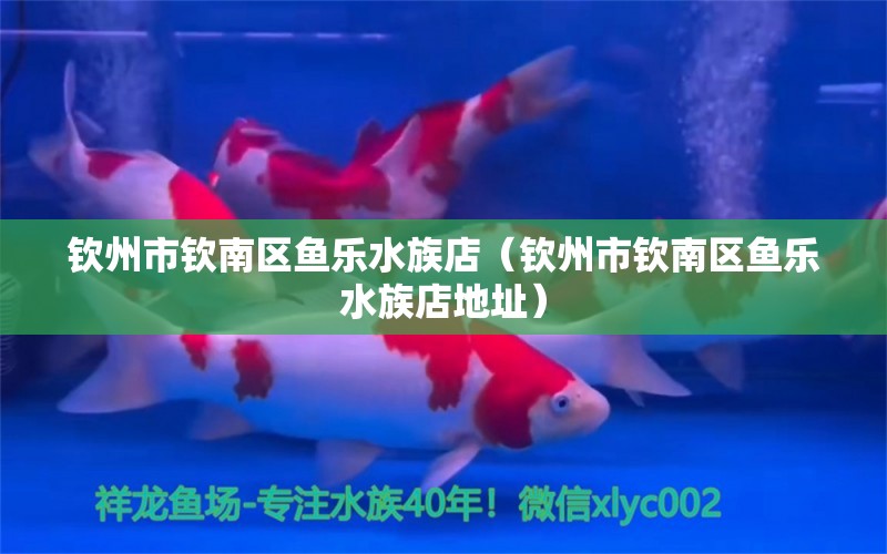 欽州市欽南區(qū)魚樂水族店（欽州市欽南區(qū)魚樂水族店地址）