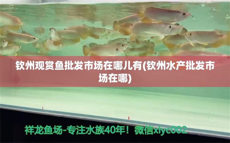 欽州觀賞魚批發(fā)市場在哪兒有(欽州水產(chǎn)批發(fā)市場在哪) 觀賞魚批發(fā)