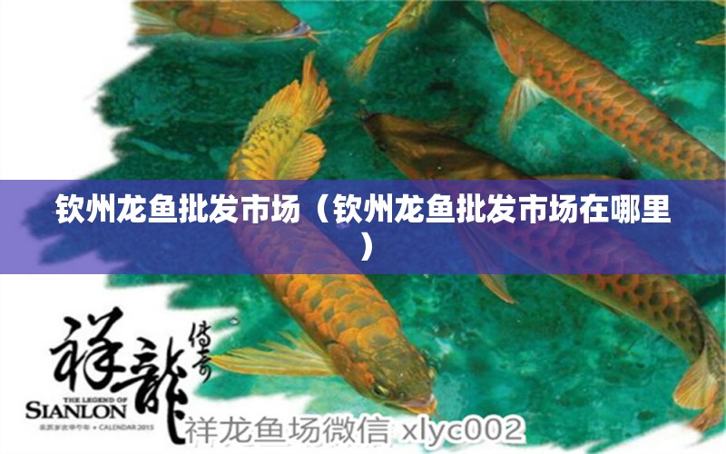 欽州龍魚批發(fā)市場（欽州龍魚批發(fā)市場在哪里）