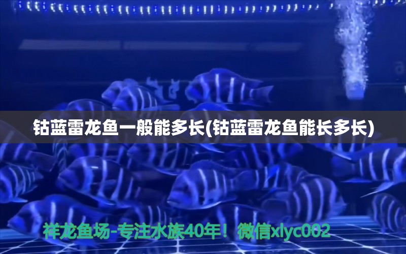 鈷藍雷龍魚一般能多長(鈷藍雷龍魚能長多長) 金頭過背金龍魚 第1張