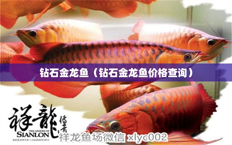 鉆石金龍魚(yú)（鉆石金龍魚(yú)價(jià)格查詢） 印尼四紋虎