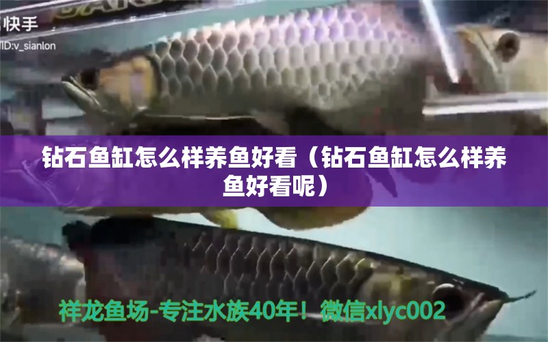 鉆石魚缸怎么樣養(yǎng)魚好看（鉆石魚缸怎么樣養(yǎng)魚好看呢） 祥龍進口元寶鳳凰魚