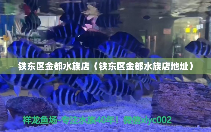 鐵東區(qū)金都水族店（鐵東區(qū)金都水族店地址） 全國水族館企業(yè)名錄