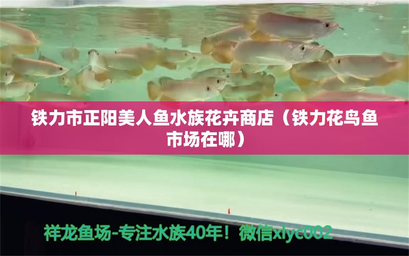 鐵力市正陽(yáng)美人魚(yú)水族花卉商店（鐵力花鳥(niǎo)魚(yú)市場(chǎng)在哪）