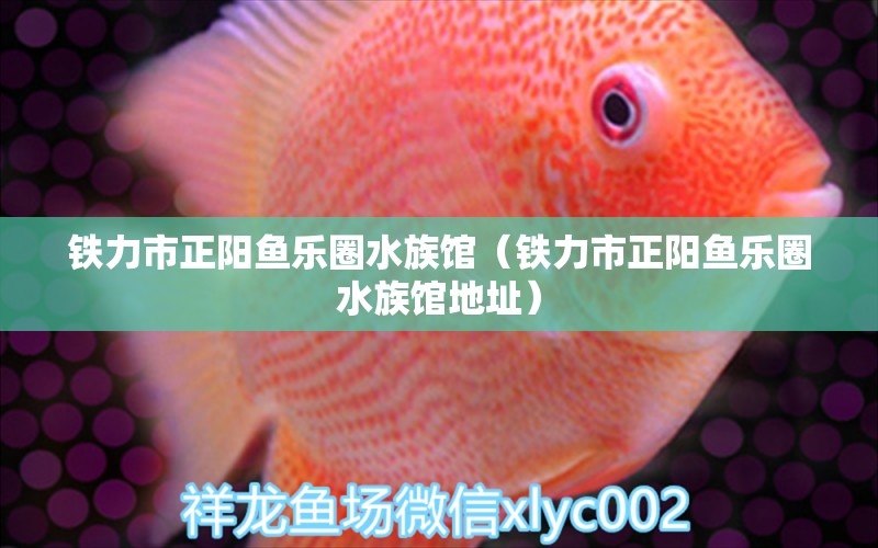 鐵力市正陽魚樂圈水族館（鐵力市正陽魚樂圈水族館地址）