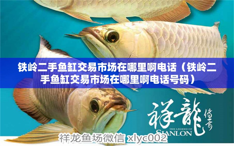 鐵嶺二手魚缸交易市場在哪里啊電話（鐵嶺二手魚缸交易市場在哪里啊電話號碼） 翡翠鳳凰魚